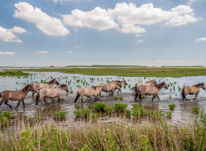 De Lauwersmeer Vogel mit eingezäuntem Garten Anjum Exterior foto