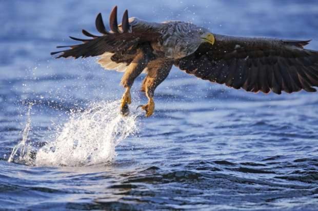 De Lauwersmeer Vogel mit eingezäuntem Garten Anjum Exterior foto