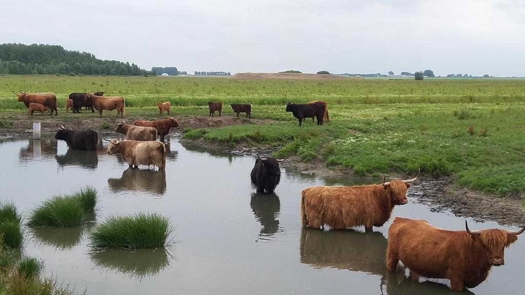 De Lauwersmeer Vogel mit eingezäuntem Garten Anjum Exterior foto